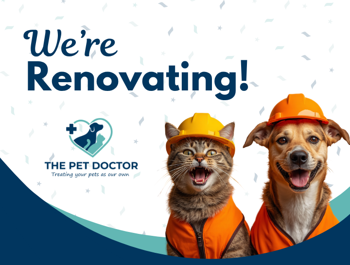 Exciting Updates Are Coming to The Pet Doctor!