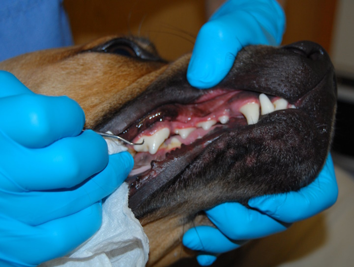 Preventive Dental Care